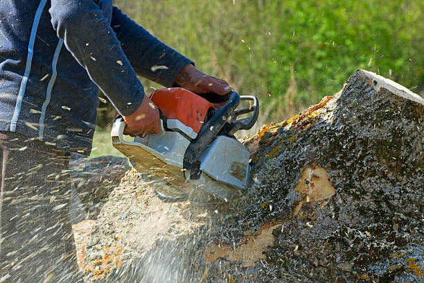 Seasonal Cleanup (Spring/Fall) in Timpson, TX