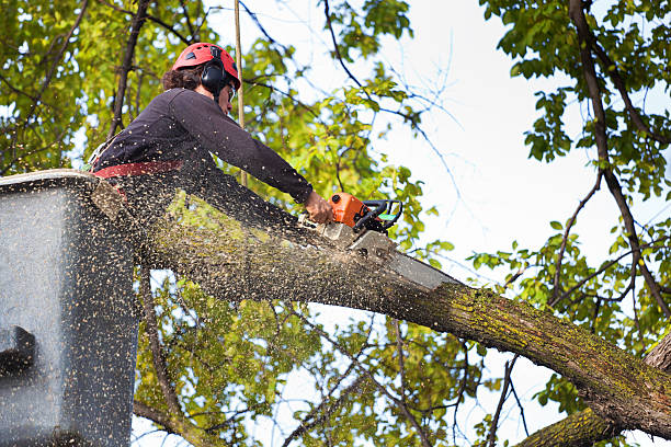 How Our Tree Care Process Works  in  Timpson, TX